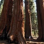 Sequoia & Kings Canyon to start reopening amid coronavirus